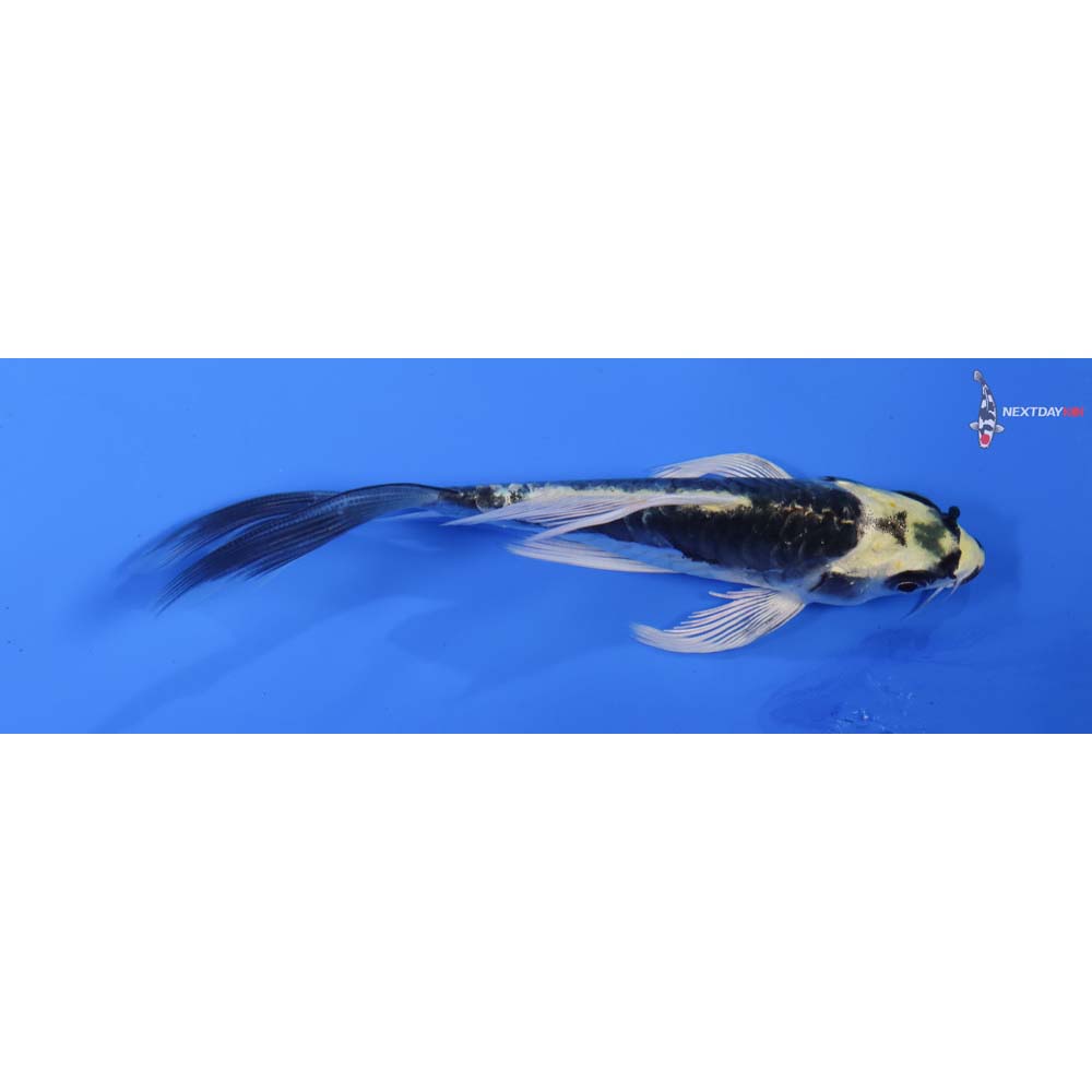 4.5” Imported Kin Kikokuryu Butterfly Koi