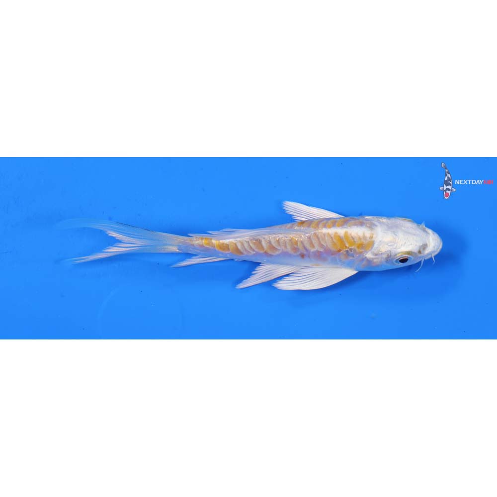 4” Imported Doitsu Lemon Hariwake Butterfly Koi