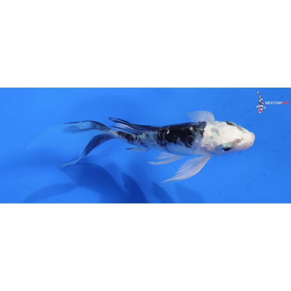4.5” Imported Armor Scaled Gin Matsuba Butterfly Koi