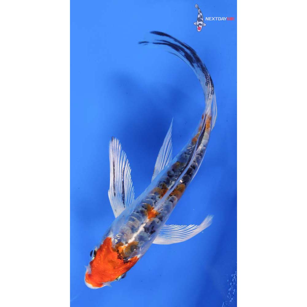 5” Imported Heisei Nishiki Butterfly Koi
