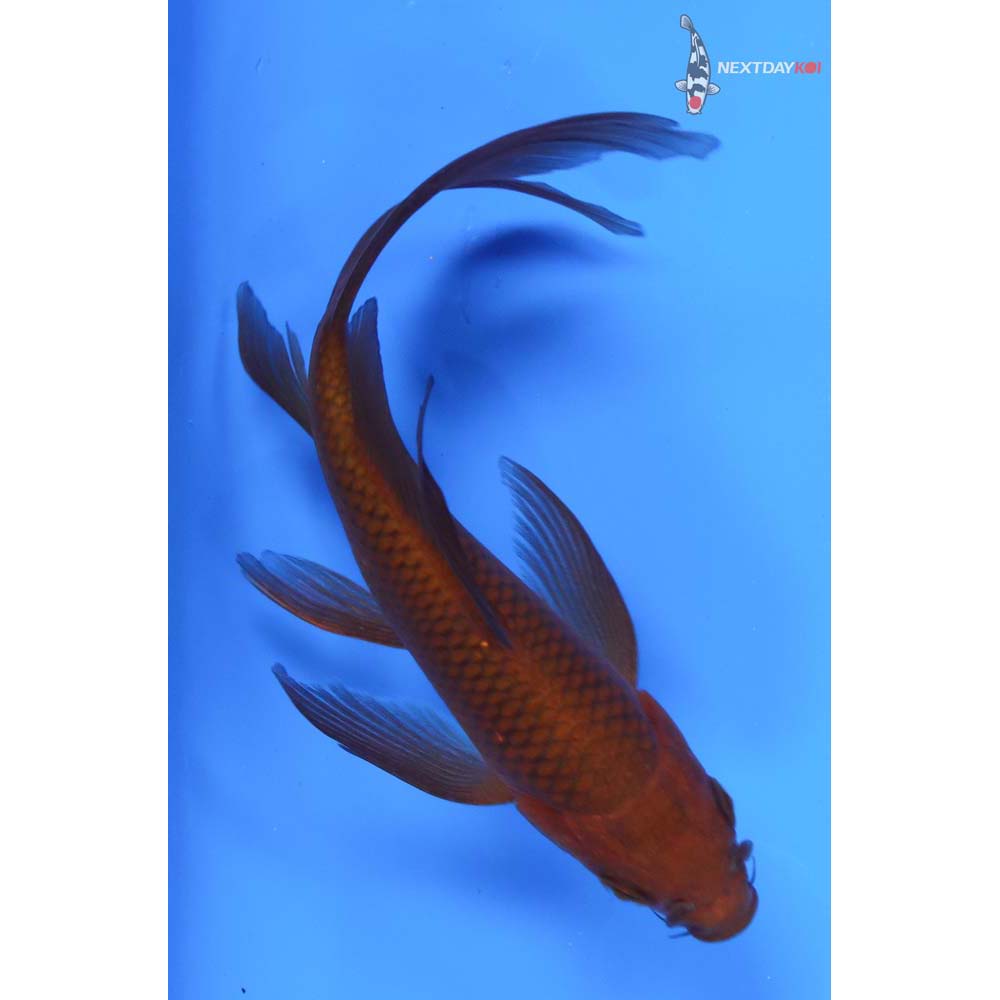 5” Imported Chagoi Butterfly Koi