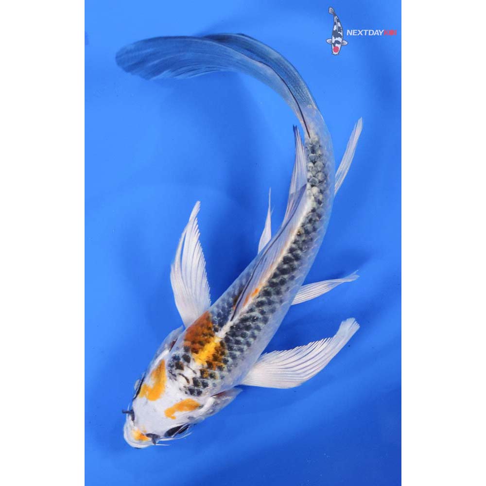 5.5” Imported Kujaku Butterfly Koi