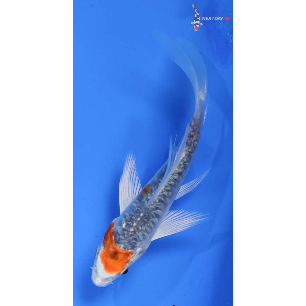 4.5” Imported Armor Scaled Kujaku Butterfly Koi