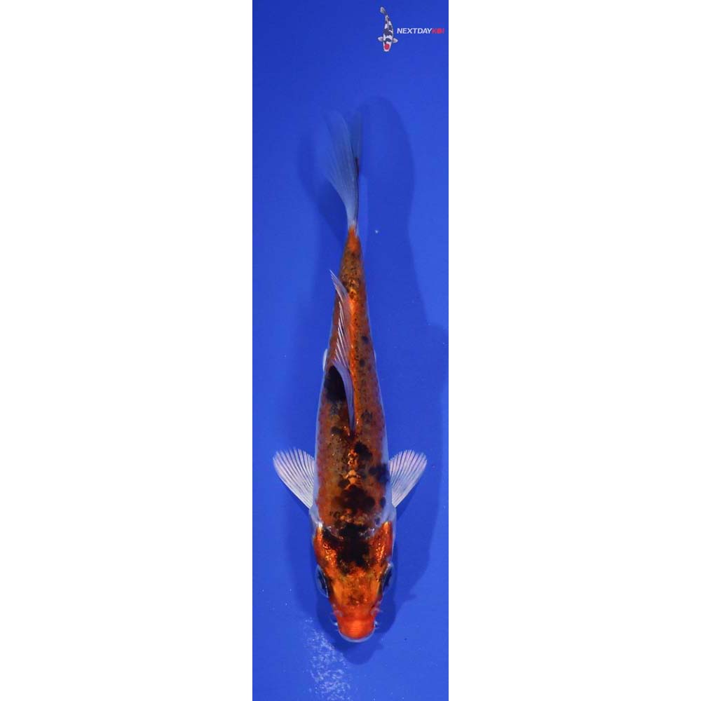 4” Imported Yamato Nishiki