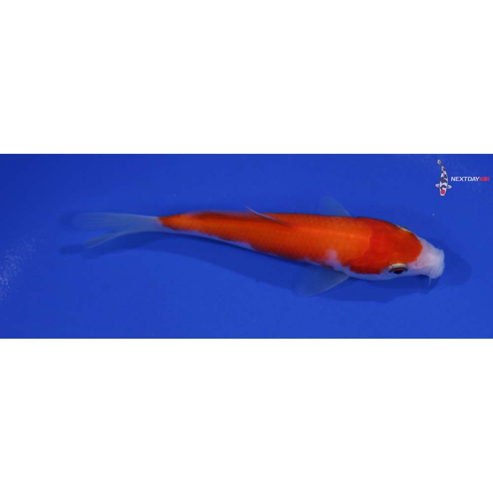 4” Imported Kohaku