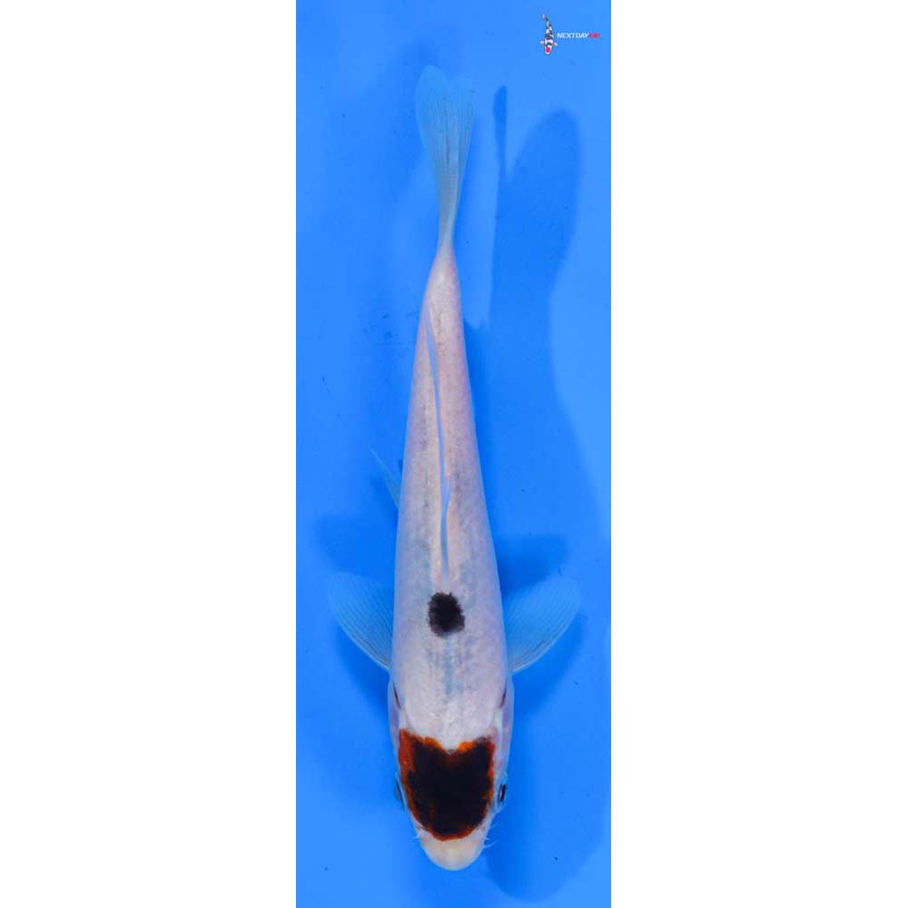 6” Imported Goromo