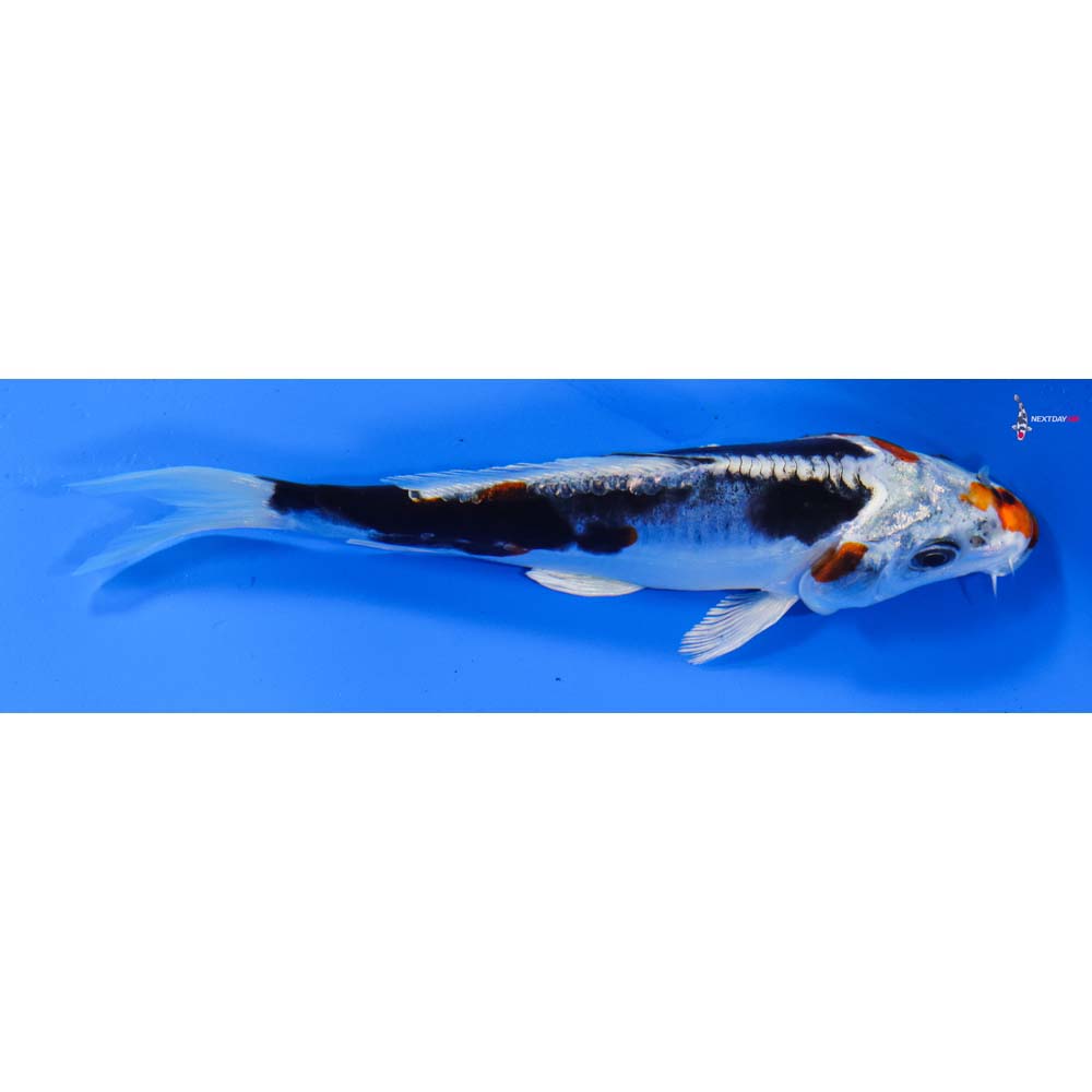 5.5” Imported Kin Kikokuryu