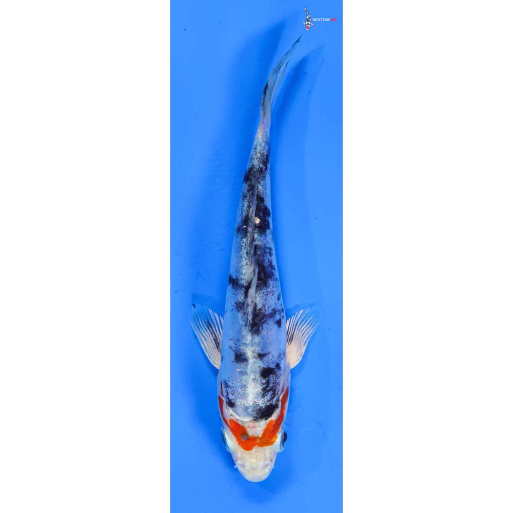 5.5” Imported Heisei Nishiki