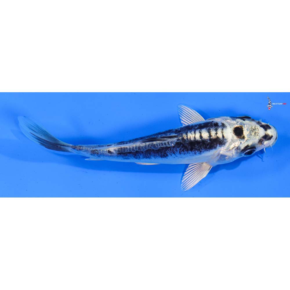 5.5” Imported Kikokuryu