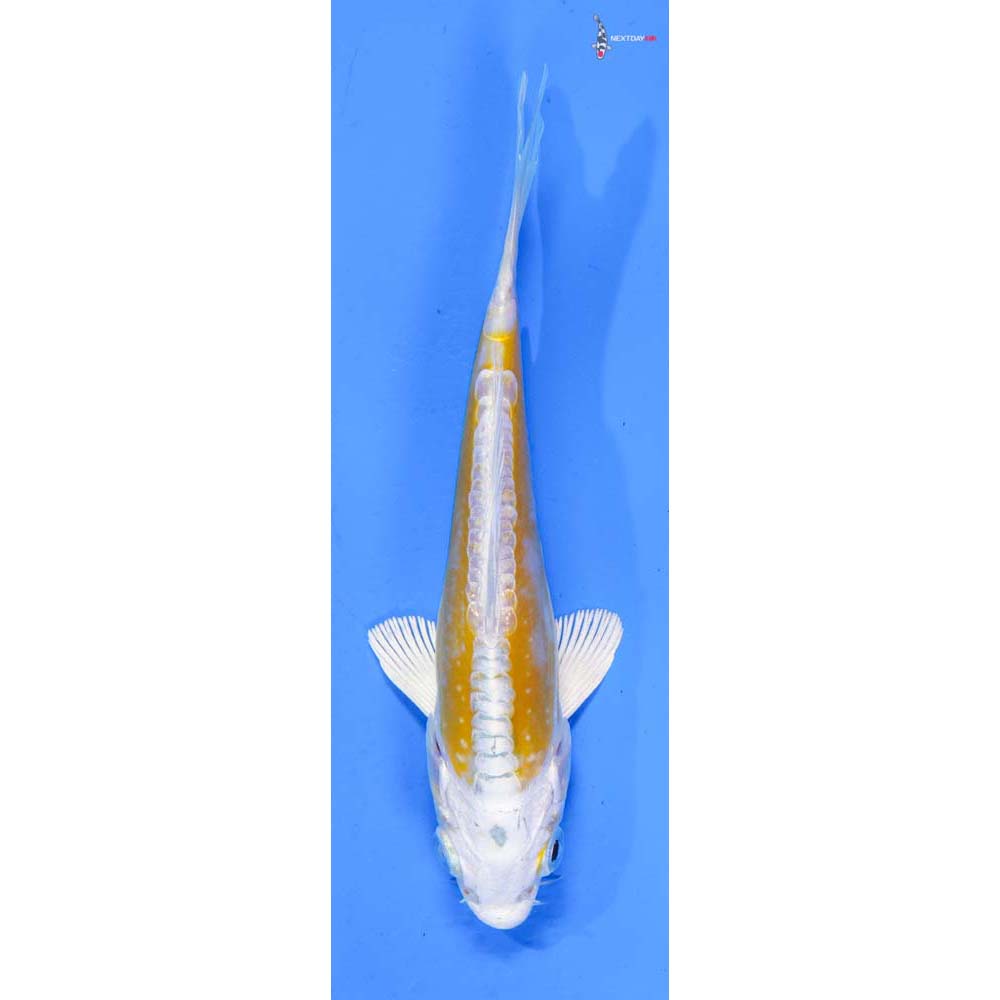 5” Imported Doitsu Lemon Hariwake