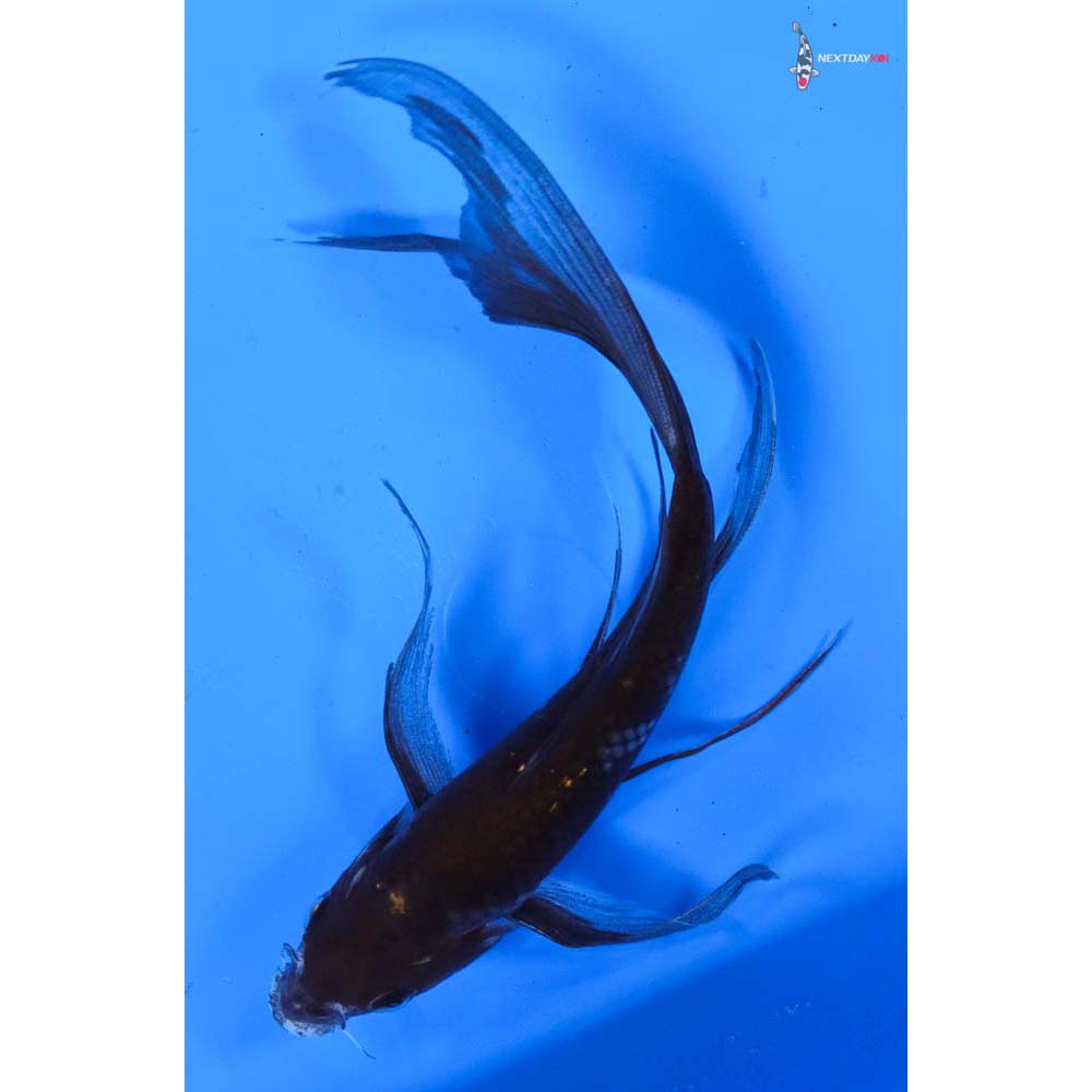 7” Imported Ochiba Shigure Butterfly Koi