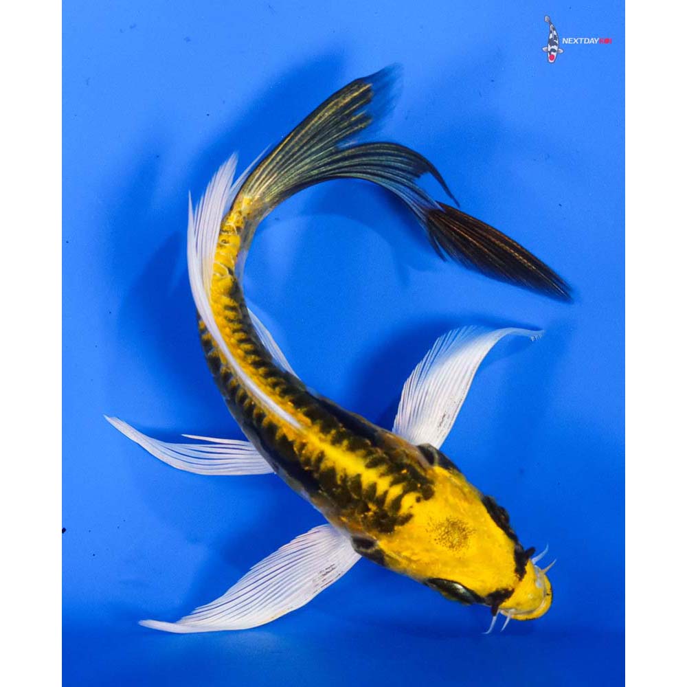5” Imported Kin Kikokuryu Butterfly Koi