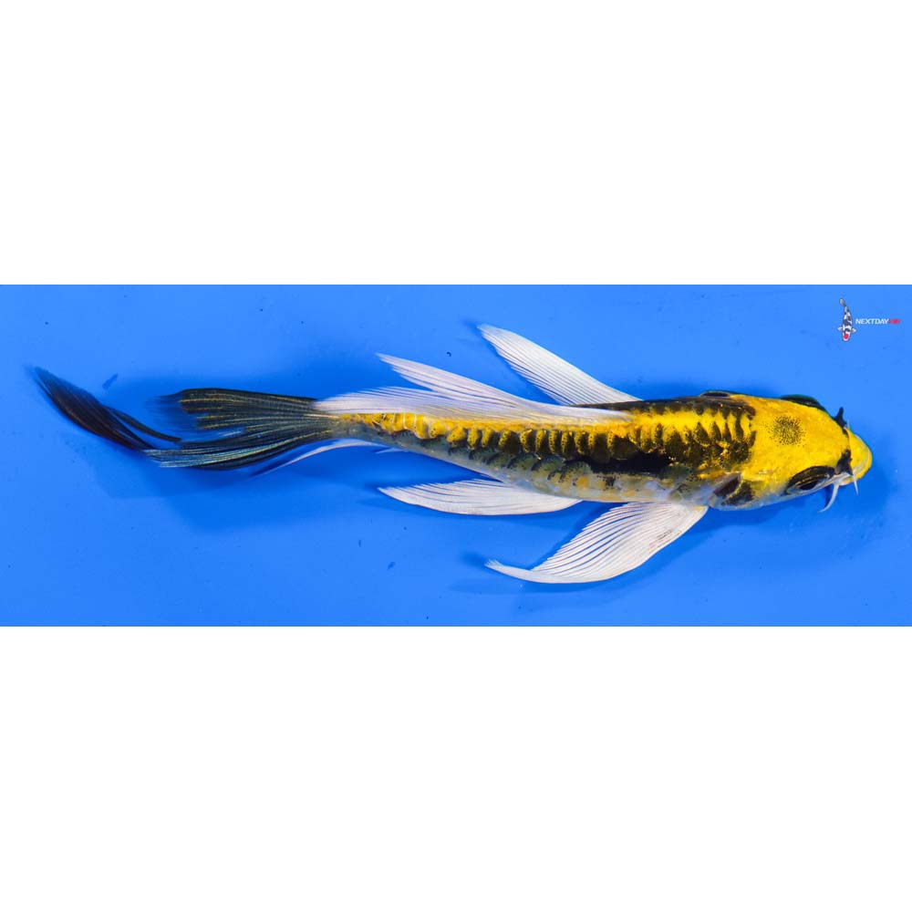 5” Imported Kin Kikokuryu Butterfly Koi