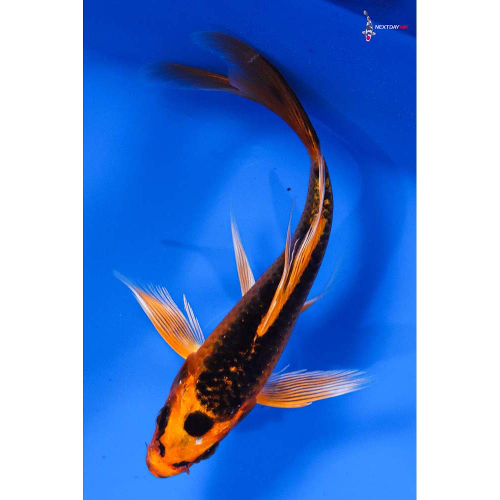 5” Imported Orenji Matsuba Butterfly Koi