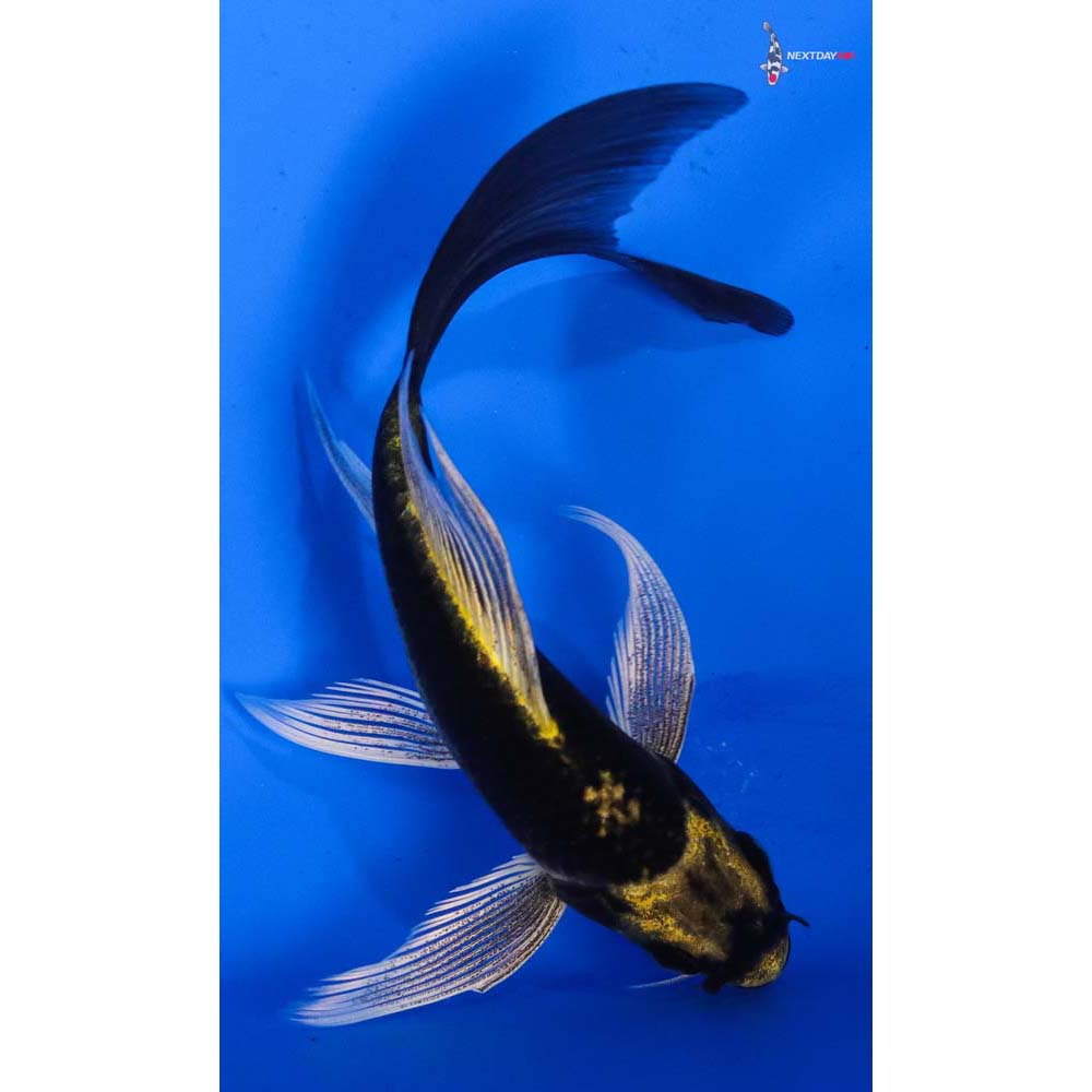 5” Imported Kin Kikokuryu Butterfly Koi