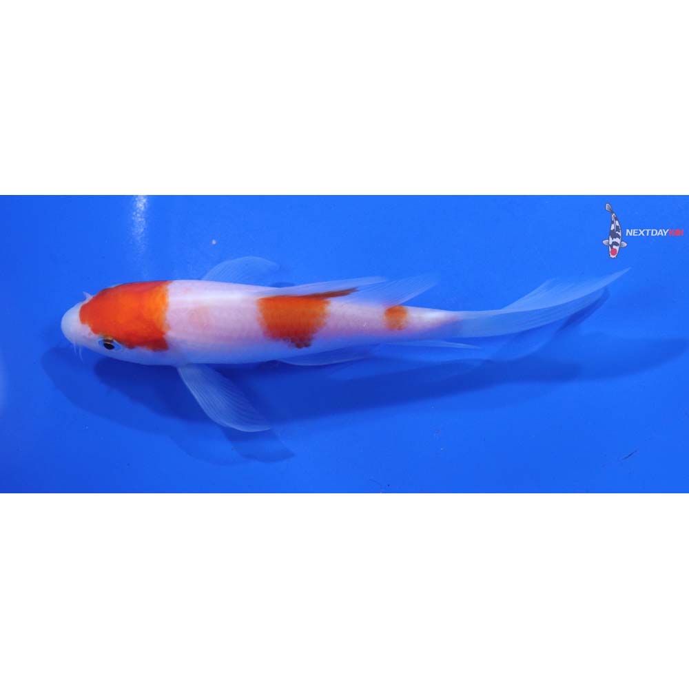 5” Imported Kohaku Butterfly Koi