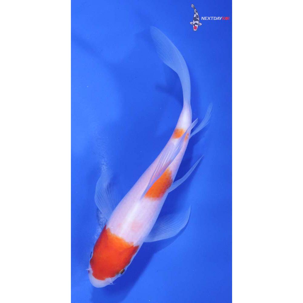 5” Imported Kohaku Butterfly Koi
