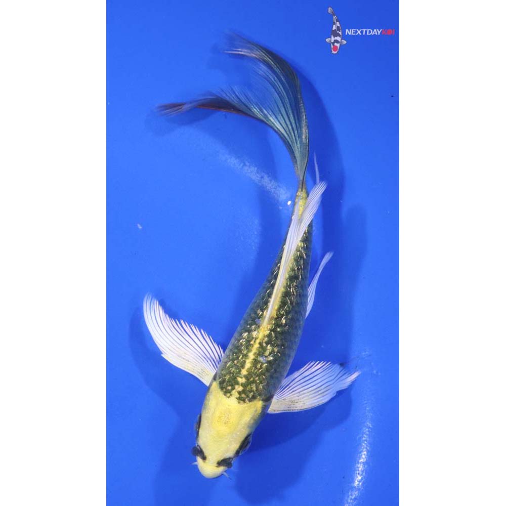 5.5” Imported Gin Rin Ki Matsuba Butterfly Koi