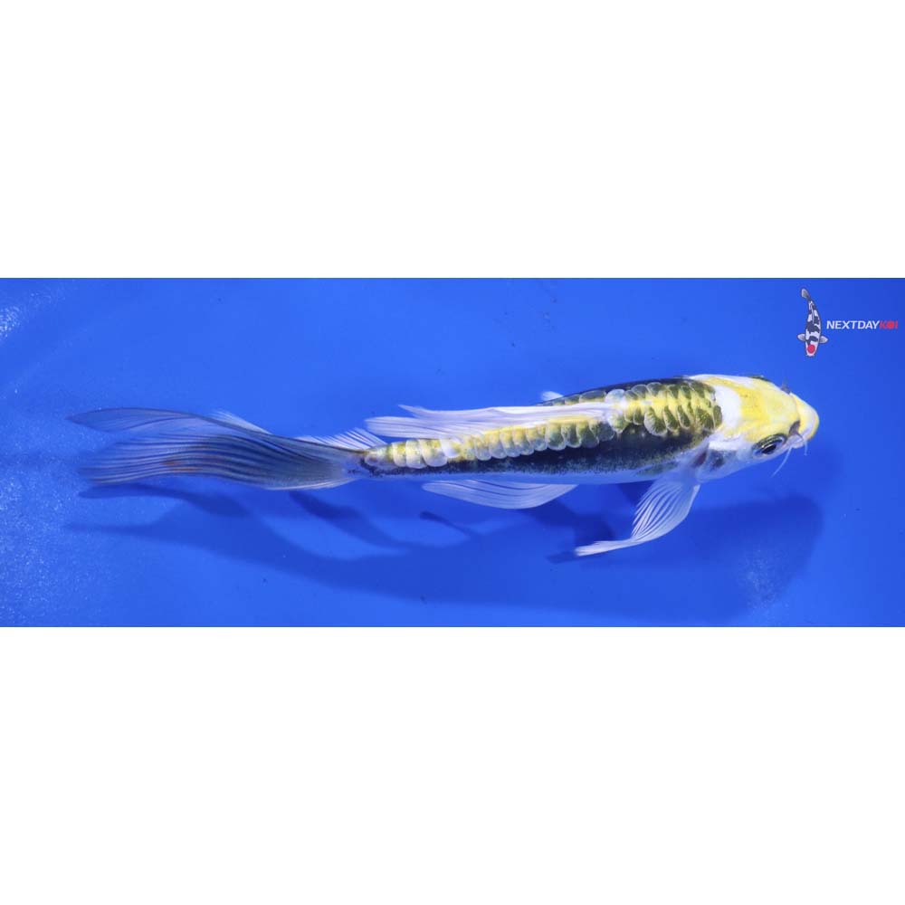 5.5” Imported Kin Kikokuryu Butterfly Koi