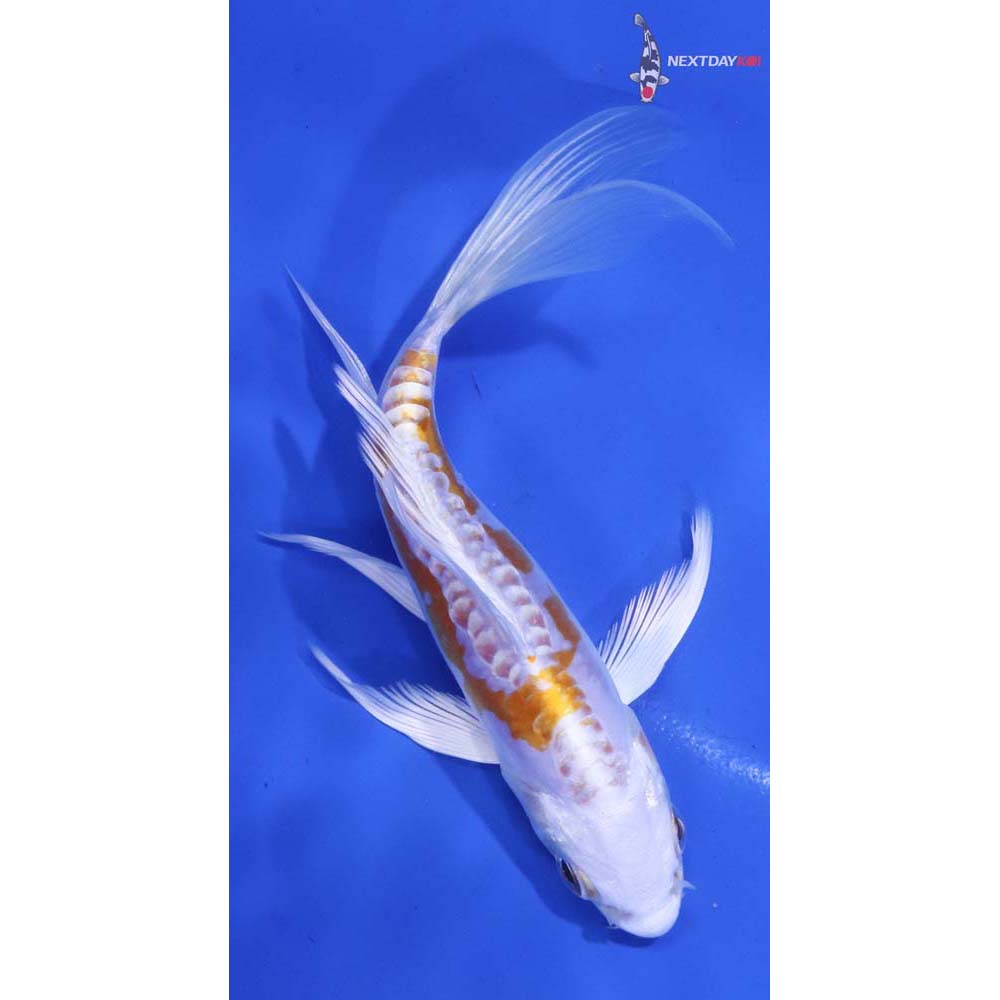 5” Imported Kikusui Butterfly Koi
