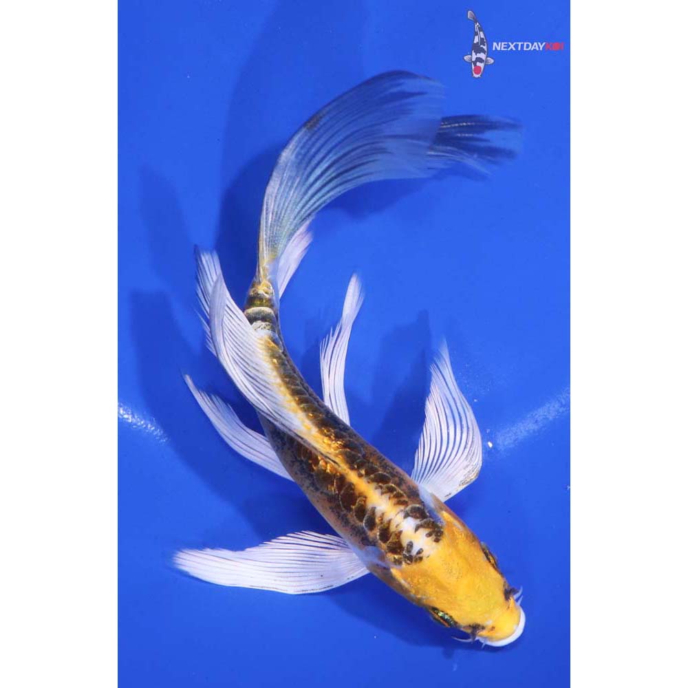 6” Imported Doitsu Kujaku Butterfly Koi