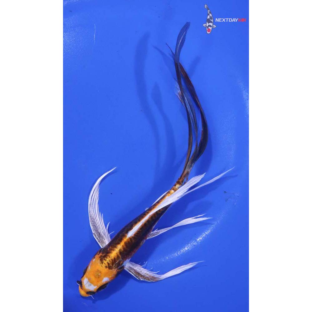 6” Imported Kin Kikokuryu Butterfly Koi