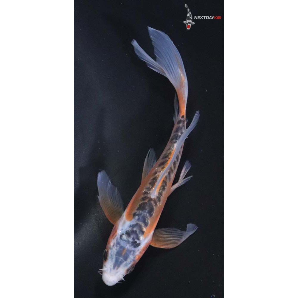 6” Imported Shusui Butterfly Koi