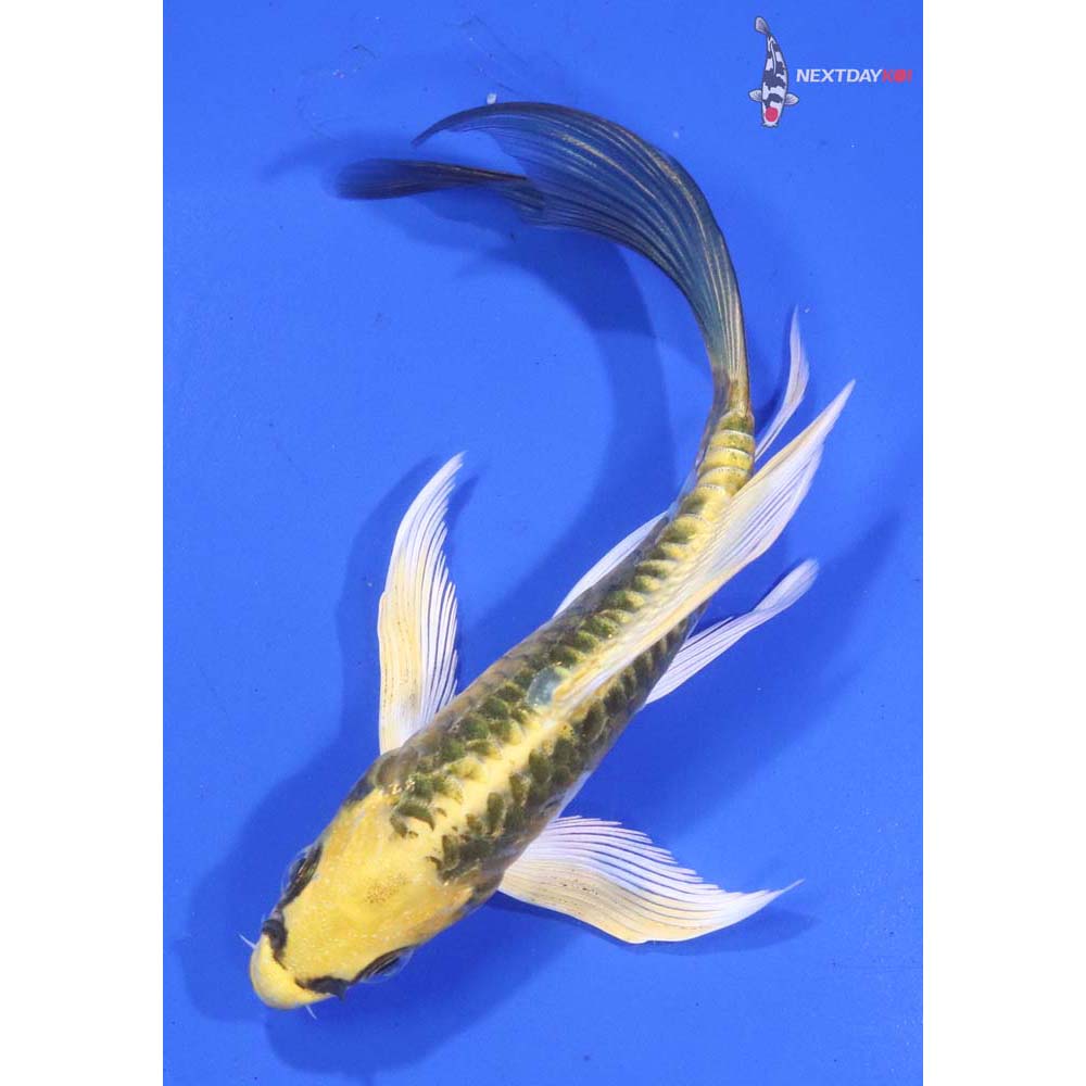 5” Imported Armor Scaled Ki Matsuba Butterfly Koi
