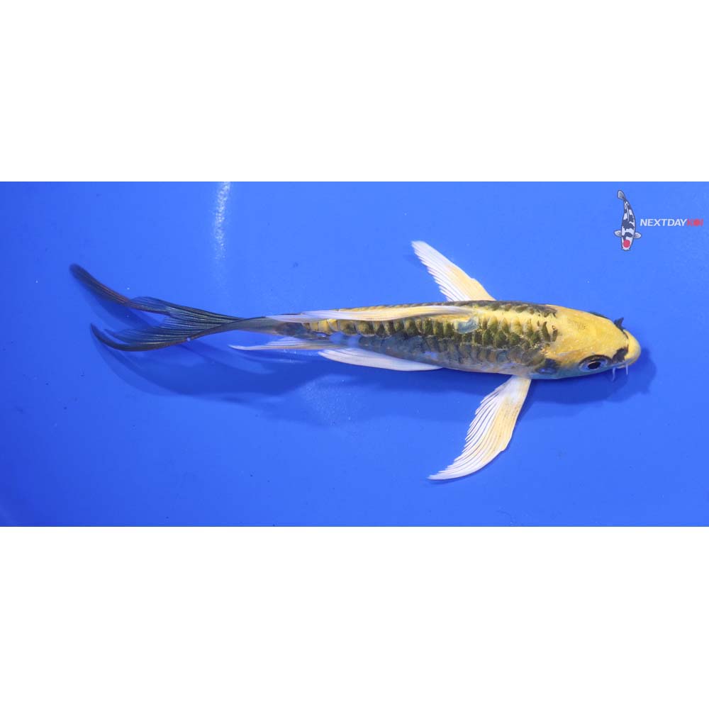 5” Imported Armor Scaled Ki Matsuba Butterfly Koi