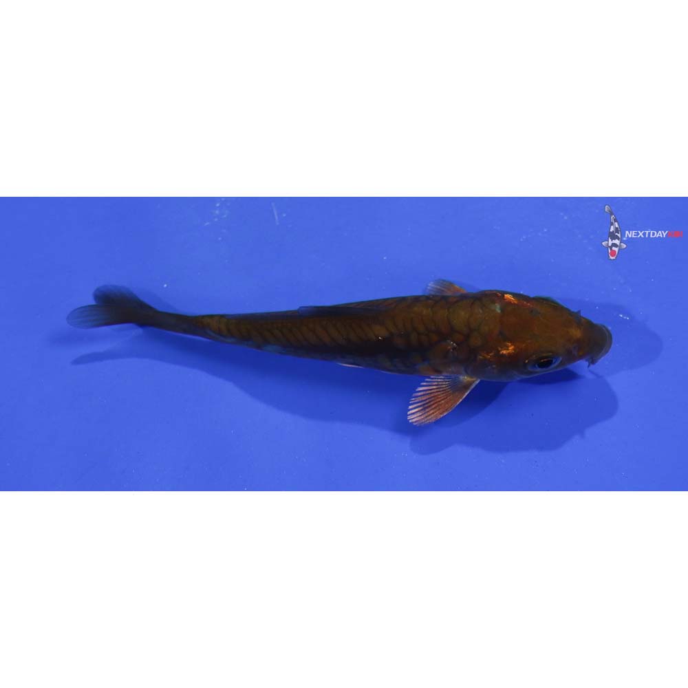 3.5” Imported Chagoi