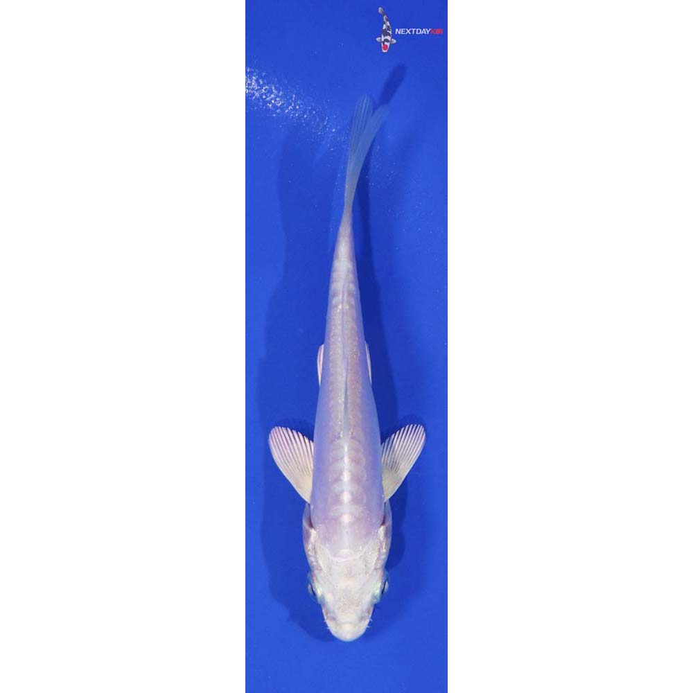 4” Imported Platinum Ogon