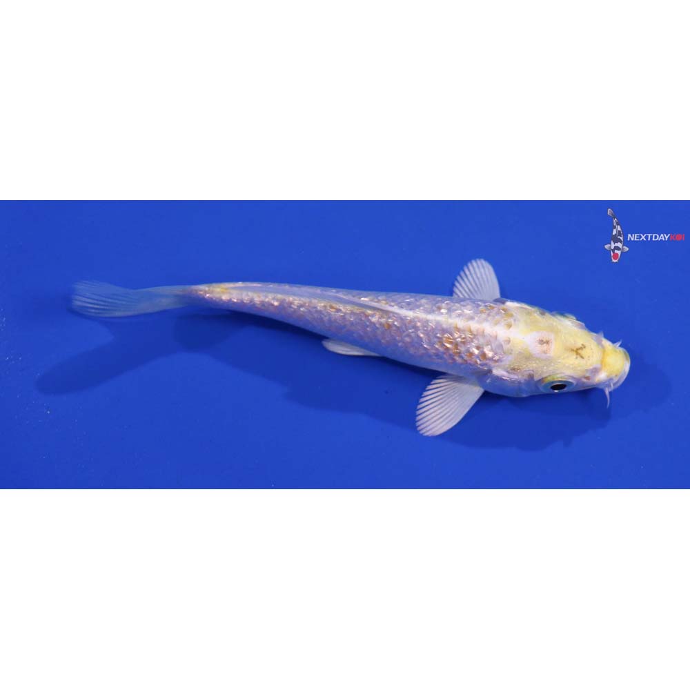4” Imported Gin Rin Lemon Hariwake