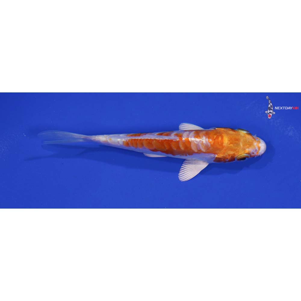 4” Imported Kikusui