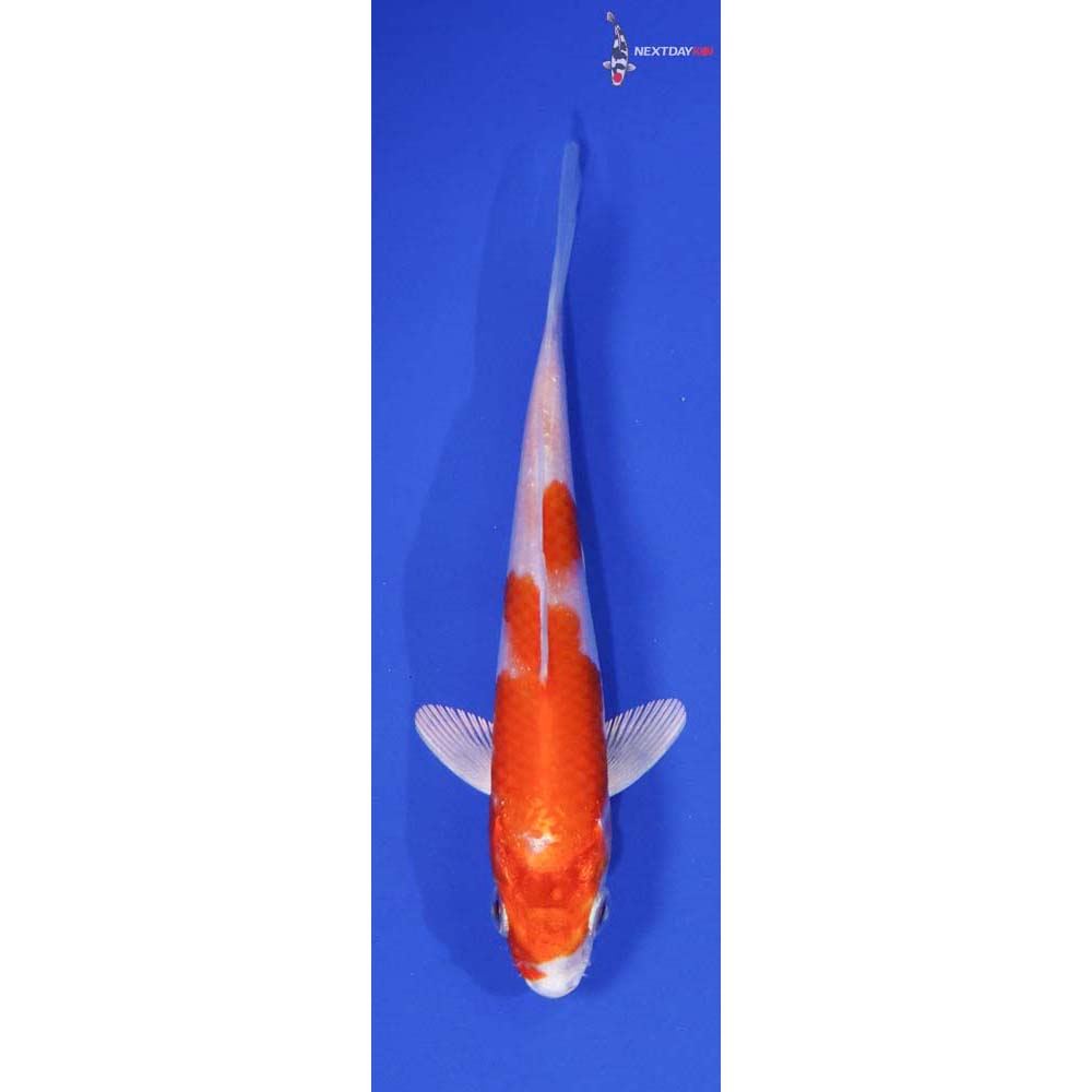 4.5” Imported Hariwake