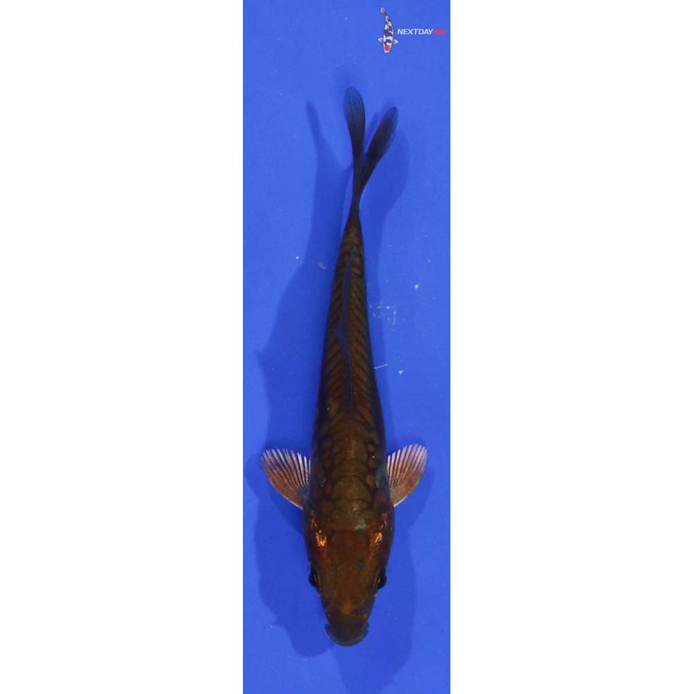 3.5” Imported Chagoi