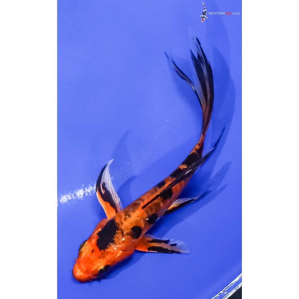 5” Imported Doitsu Kin Aka Bekko Butterfly Koi