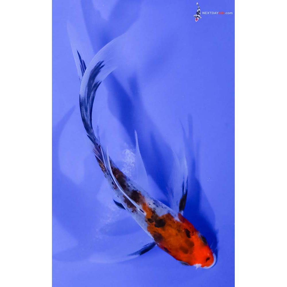 4.5” Imported Sanke Butterfly Koi