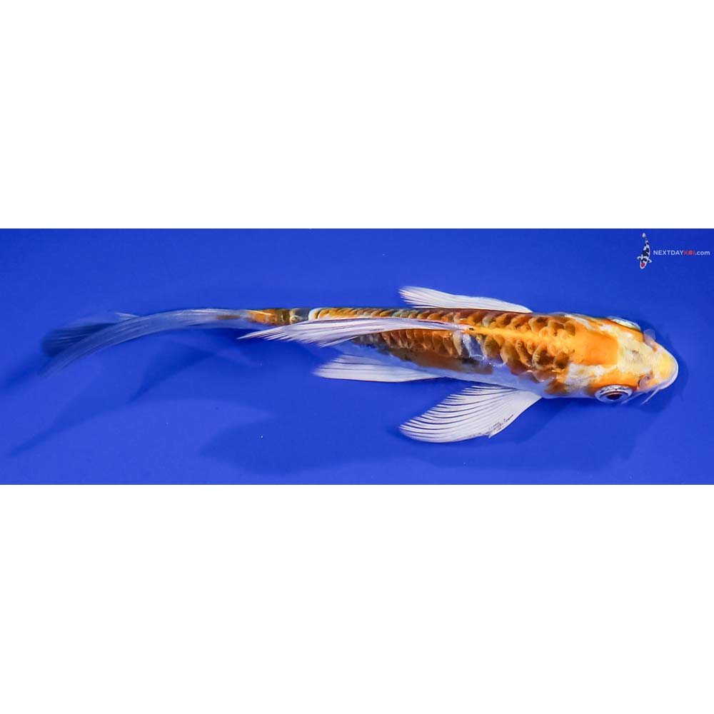 5” Imported Heisei Nishiki Butterfly Koi
