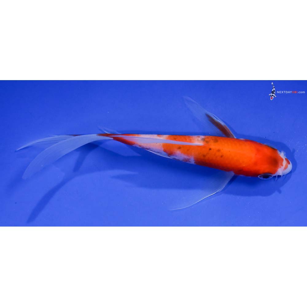 5” Imported Kohaku Butterfly Koi