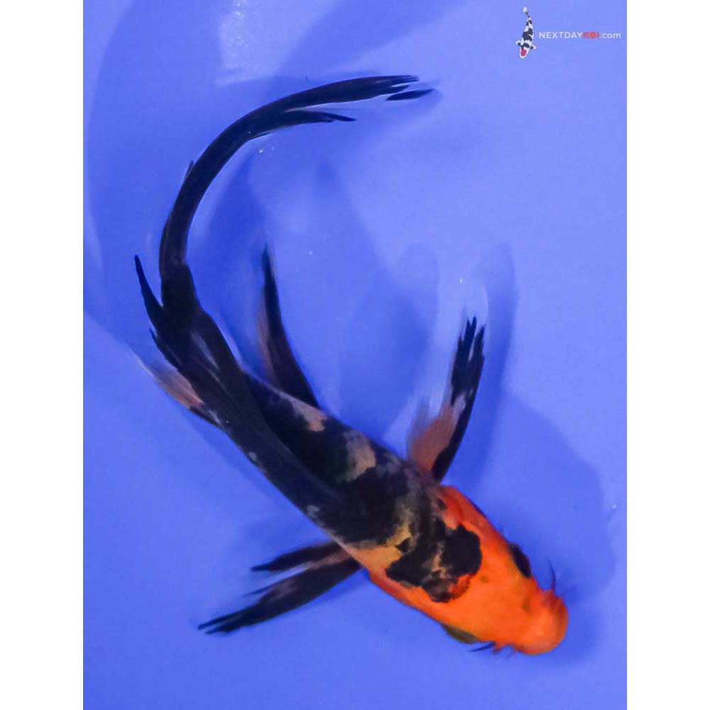 5” Imported Aka Bekko Butterfly Koi