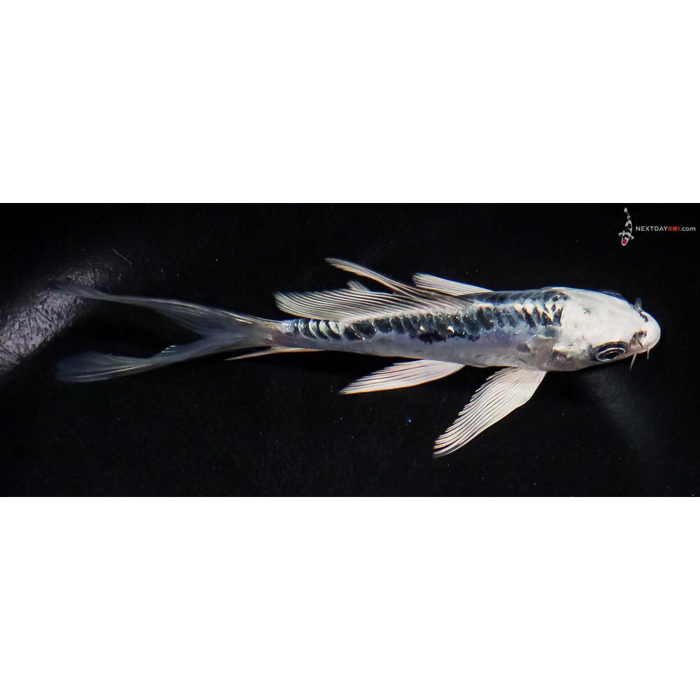 5” Imported Doitsu Blue Gin Matsuba Butterfly Koi
