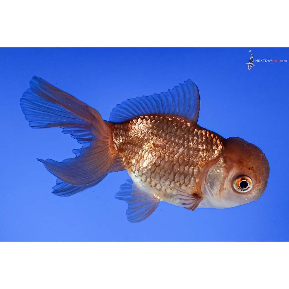3.5” Imported Chocolate Oranda