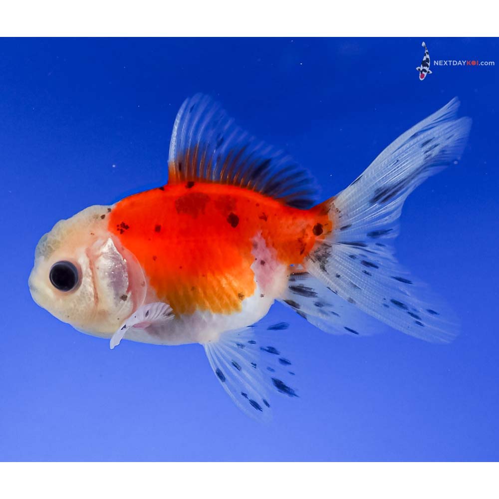 3.5” Imported Calico Oranda