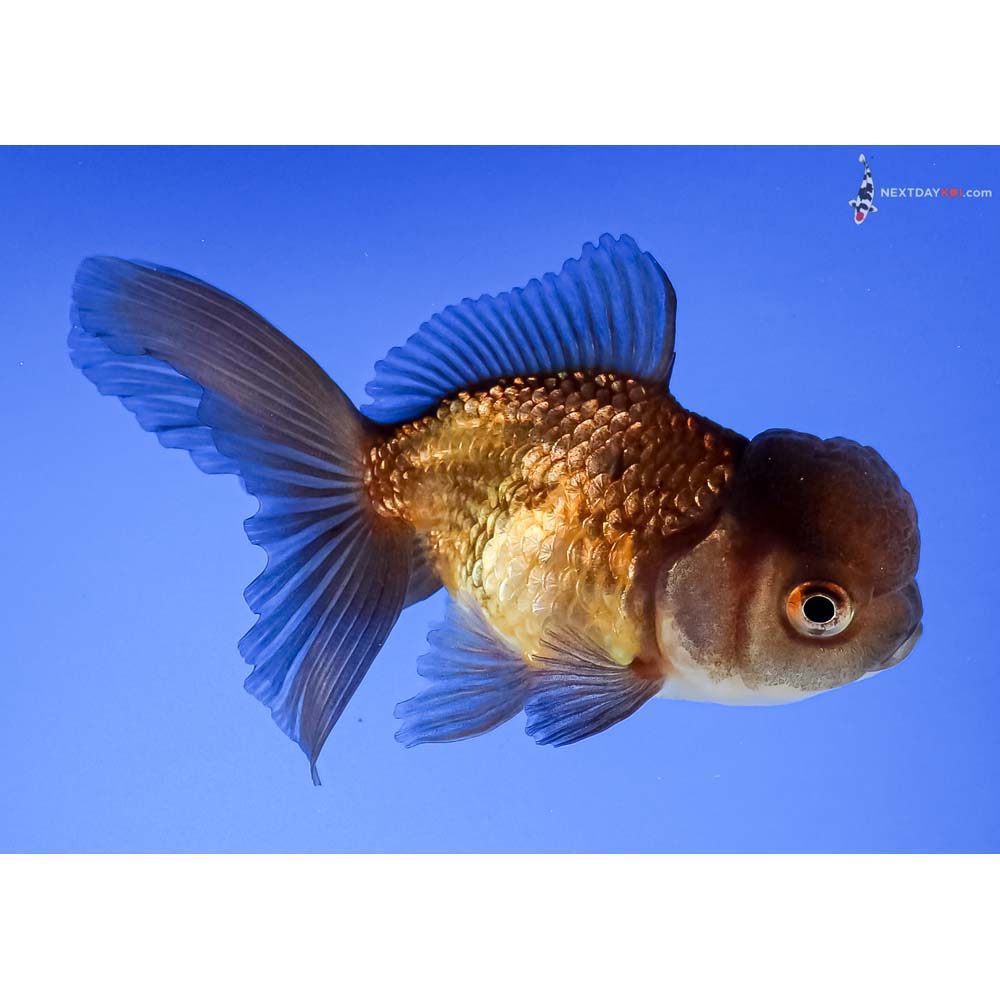 3.5” Imported Red and Black Oranda