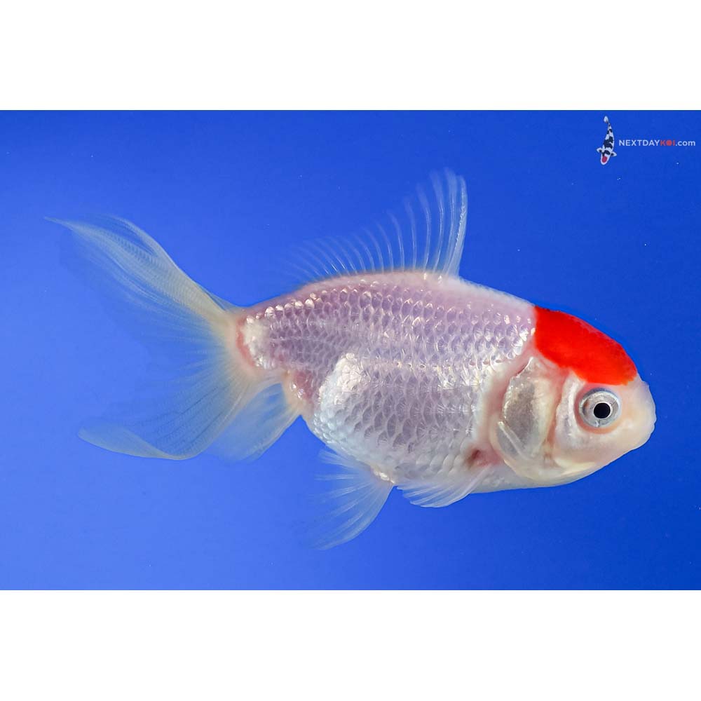 3.5” Imported Redcap Oranda