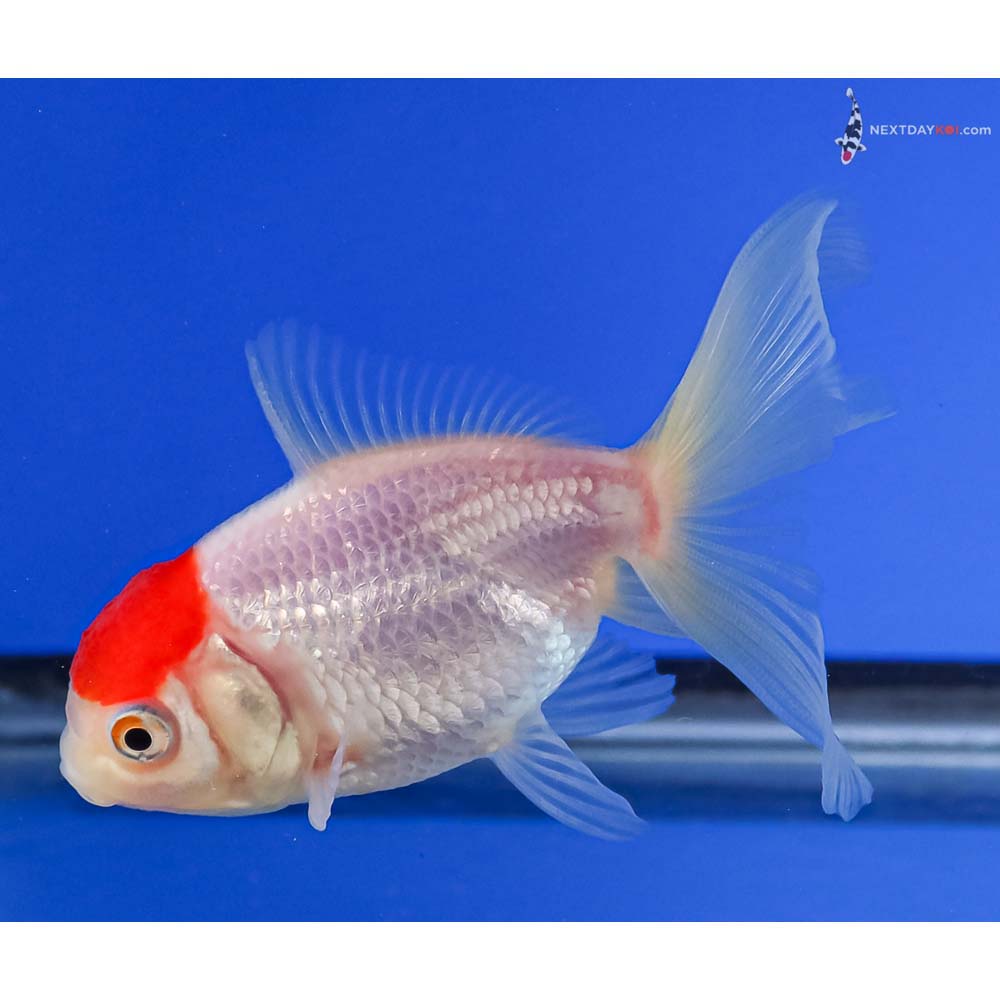 3.5” Imported Redcap Oranda