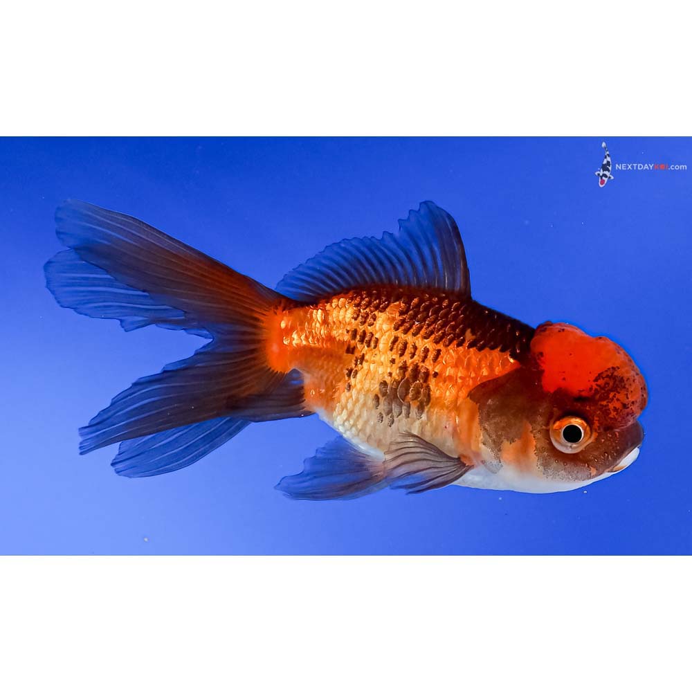 4” Imported Red and Black Oranda