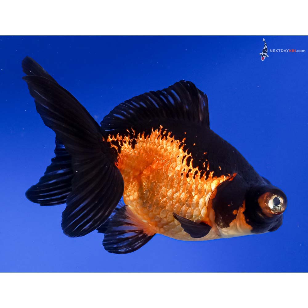 4.5” Imported Red and Black Telescope Fantail