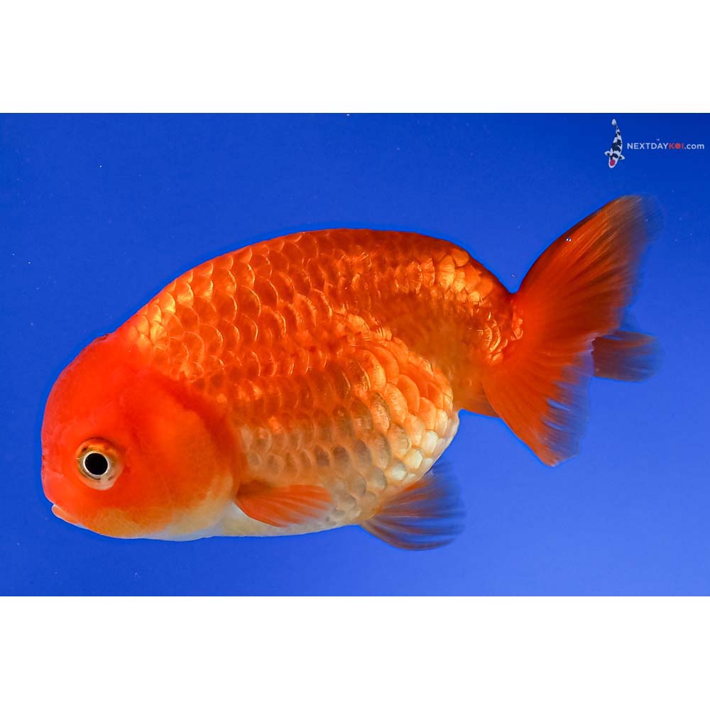 4” Imported Red Ranchu