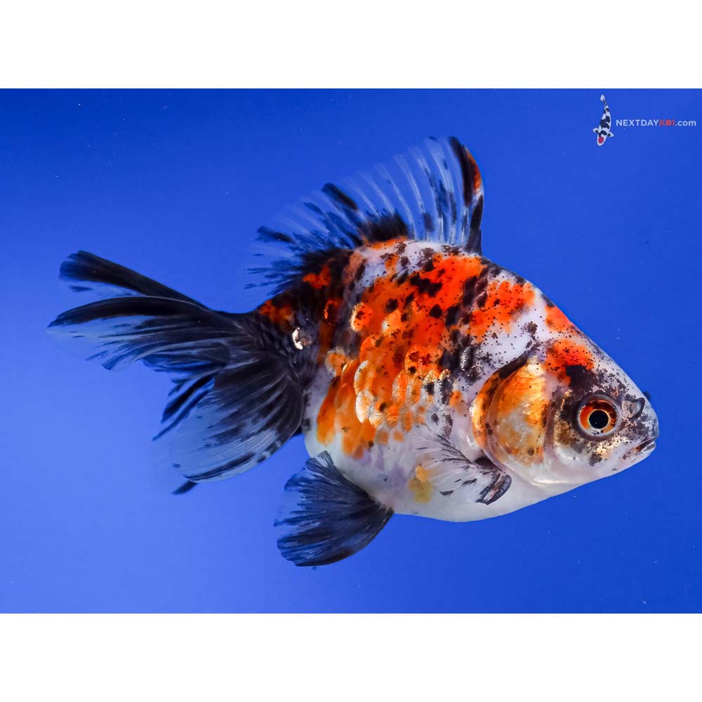 4.5” Imported Male Calico Ryukin